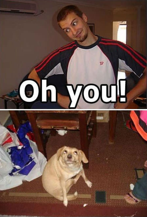 dog40
