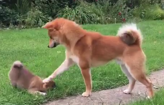 柴犬