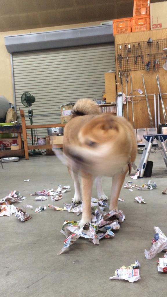 shiba2