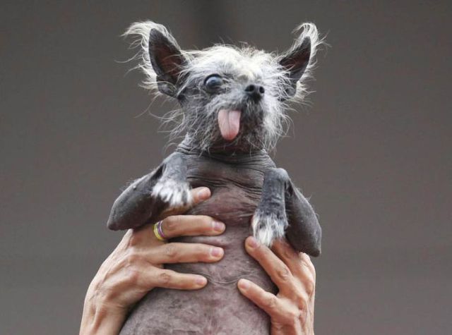 dog15