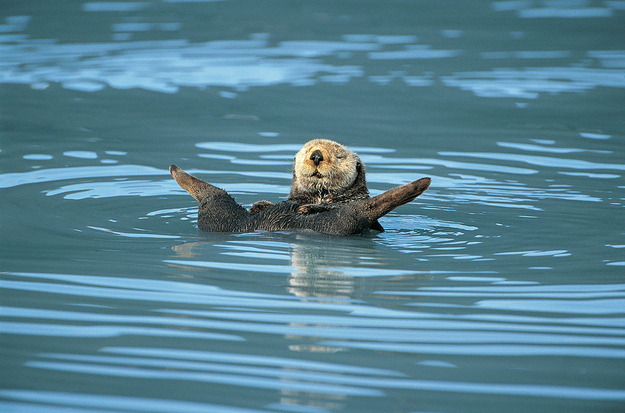 otter19