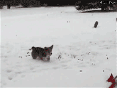 corg09