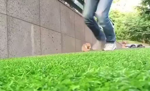 ポメラニアン