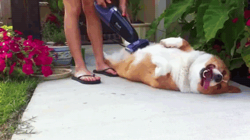 corg12