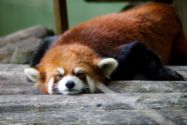 panda05