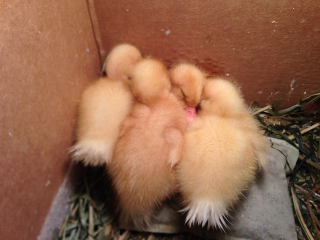 duck08