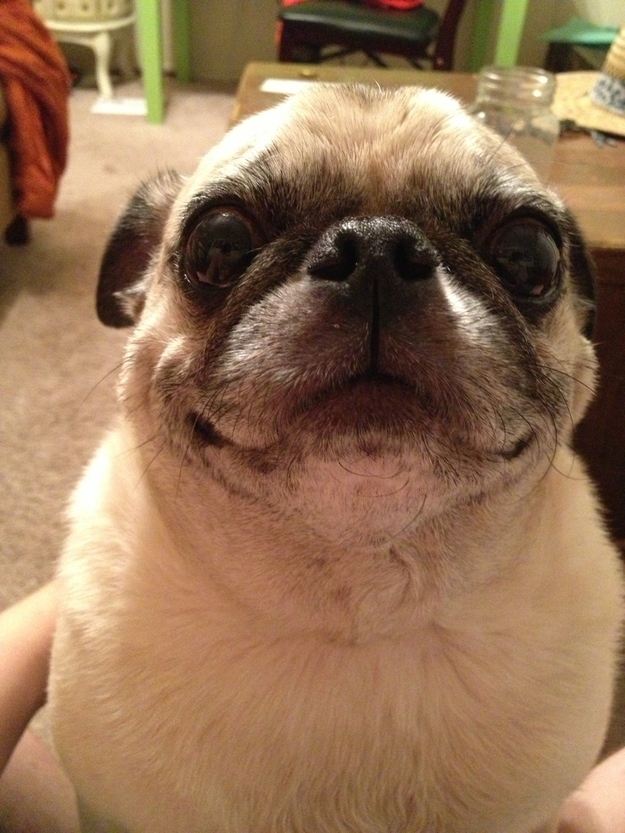 dog01