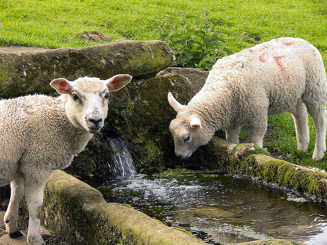sheep02
