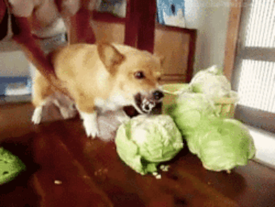 corg37