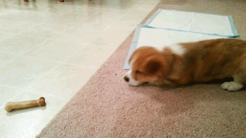 corg24
