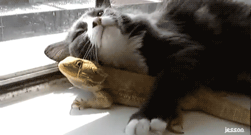 cat16