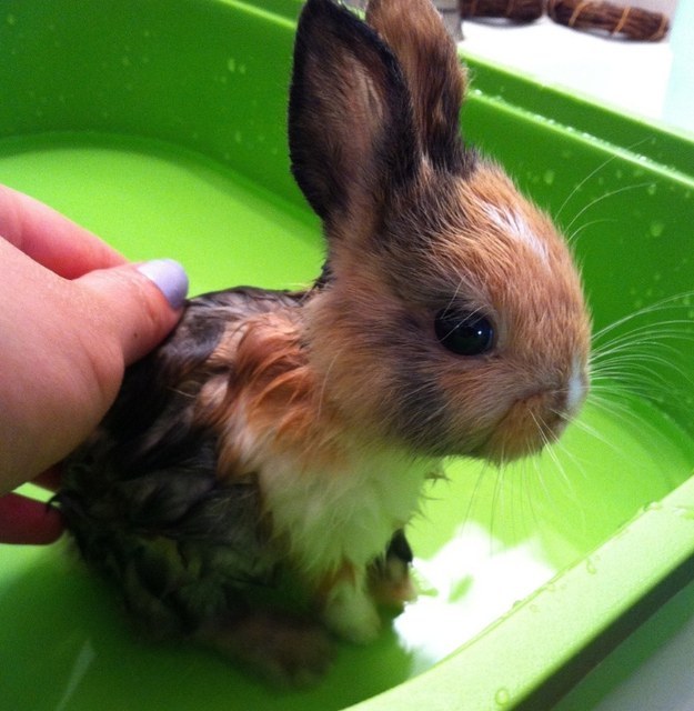 rabit03