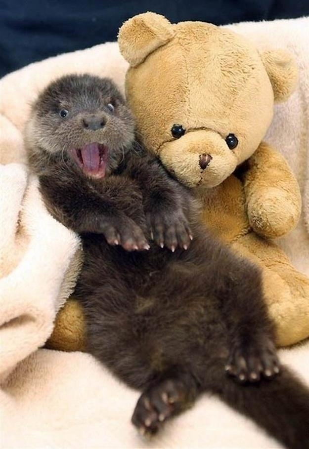 otter12