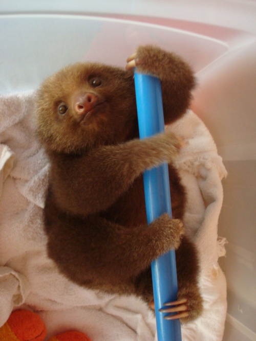 sloth05