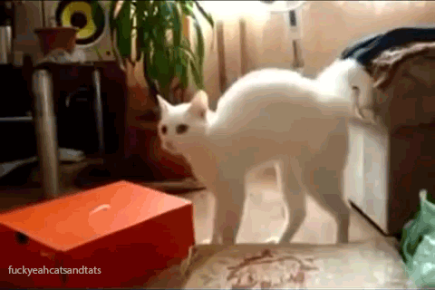 cat04