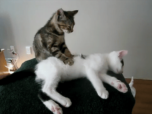 cat19
