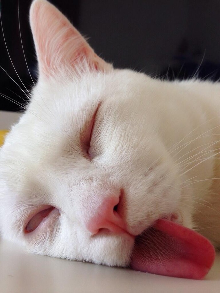 cat4