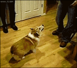 corg25