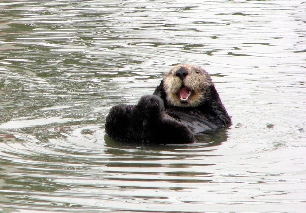otter18