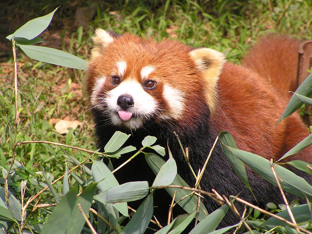 panda10