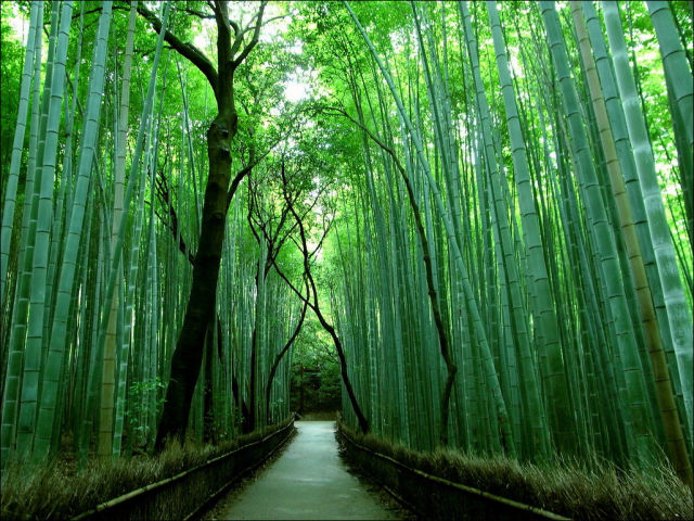 fantastic_bamboo_grove_in_japan_640_03