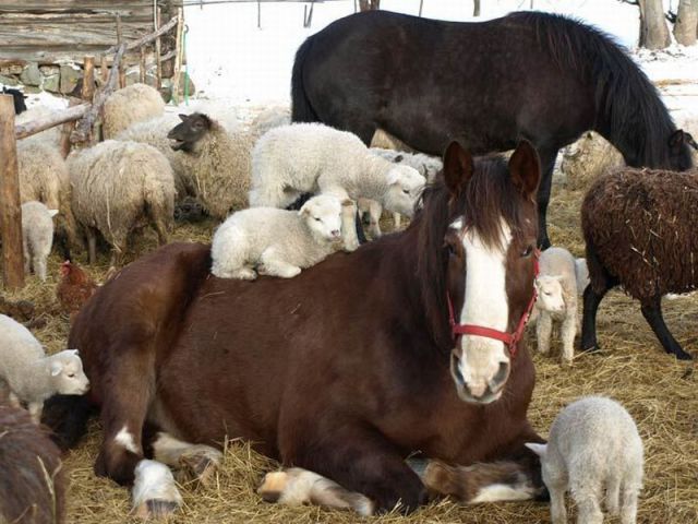 sheep18