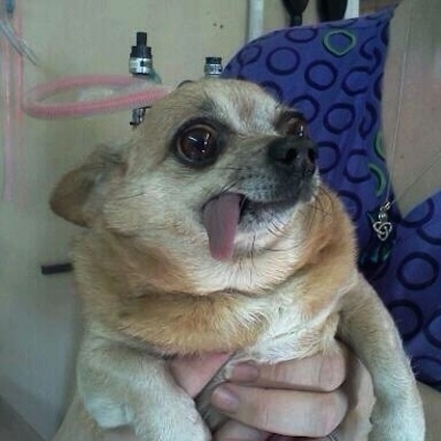 dog18
