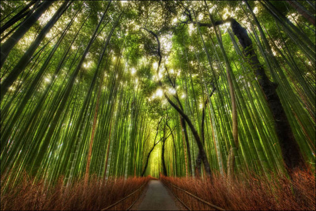fantastic_bamboo_grove_in_japan_640_13
