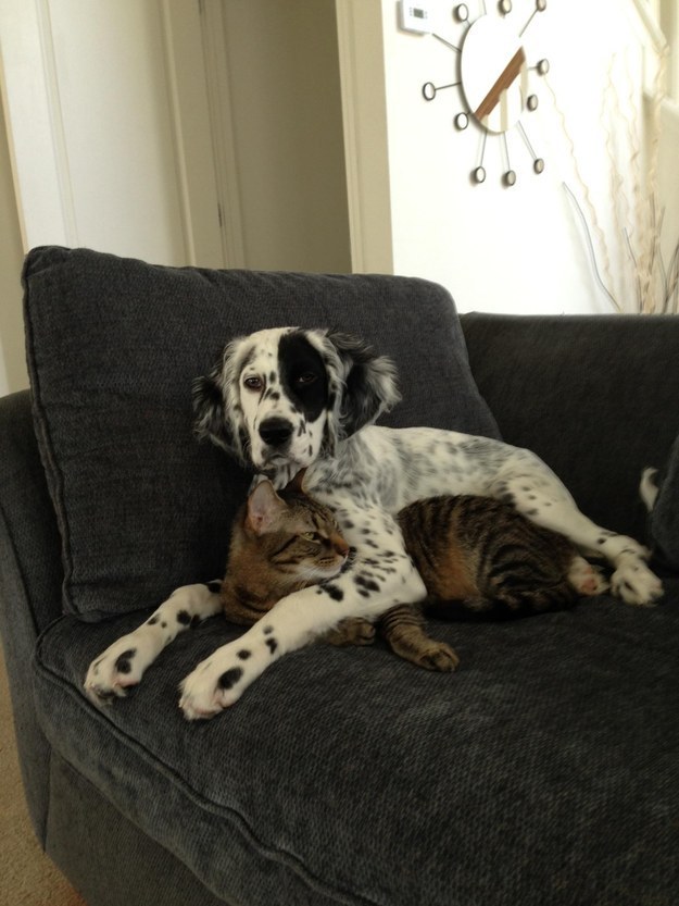 dog16