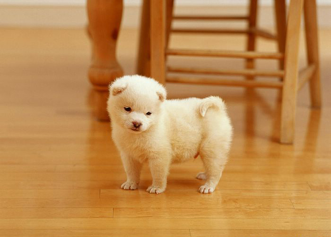 dog05