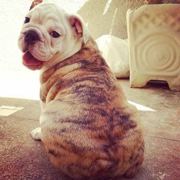 dog17