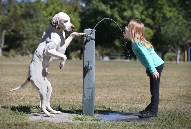 dog14
