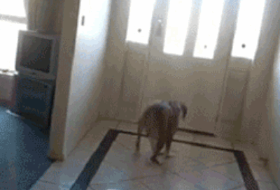 dog20