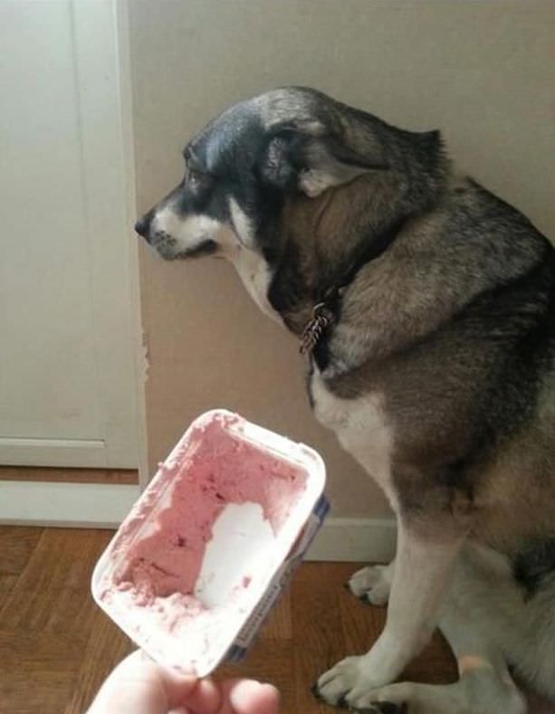 dog02