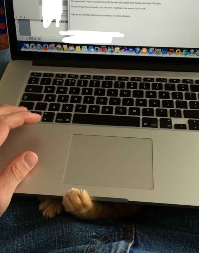 cat11