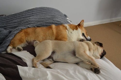 dog17