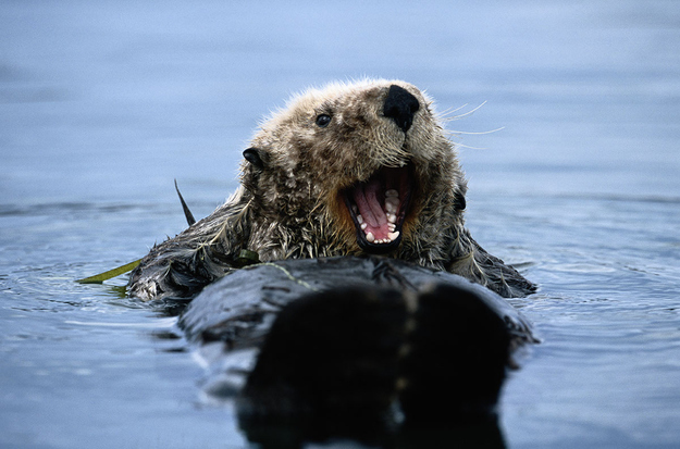 otter03