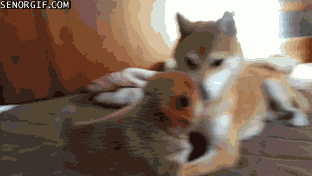 dog10