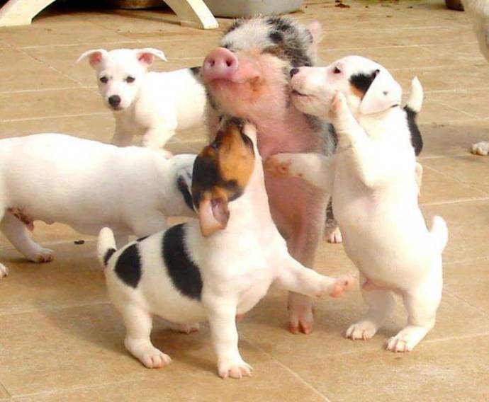 pigdog