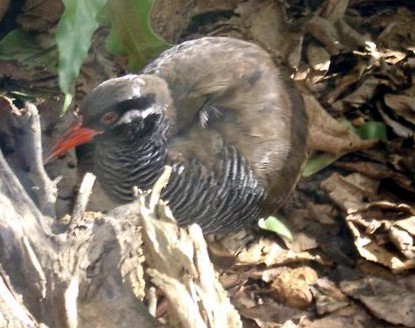 Okinawa_Rail