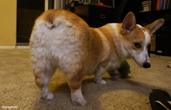dog23
