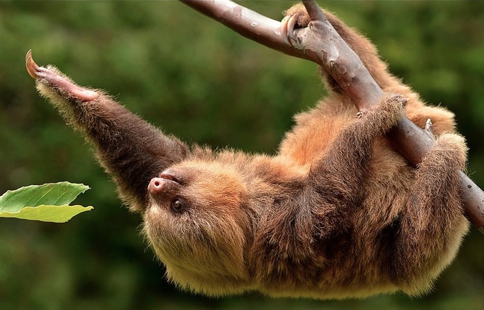 sloth11