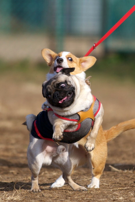 dog02