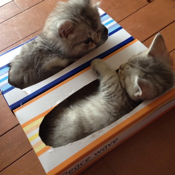 nekobako1