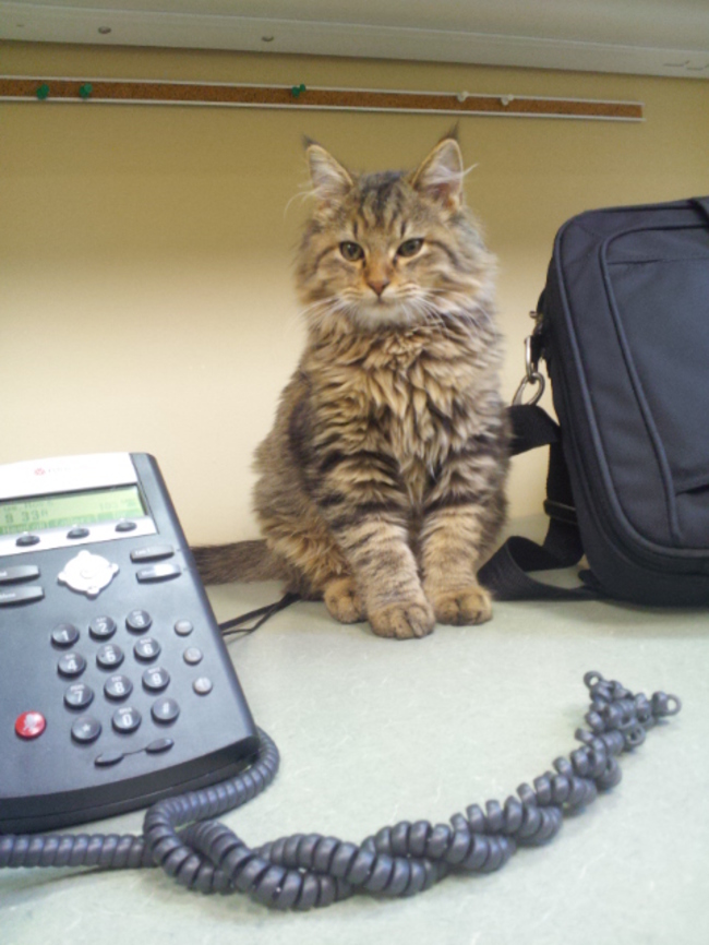 cat03