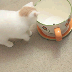 cat22