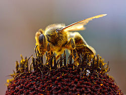 250px-Bees_Collecting_Pollen_2004-08-14