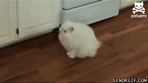 cat16