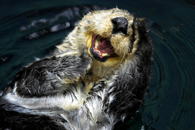 otter14