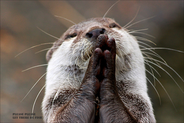 otter04